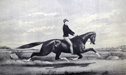 Berühmtes Pferd Dexter, der König der Rennbahn